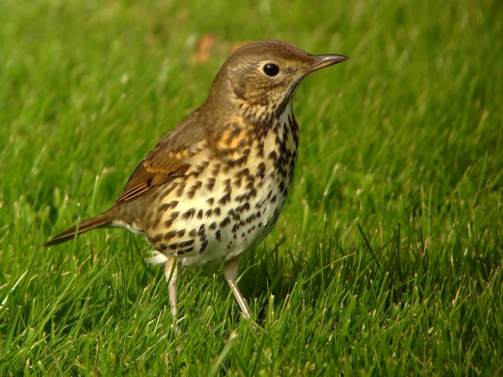 Singdrossel Foto & Bild | natur, tiere, vögel Bilder auf ...