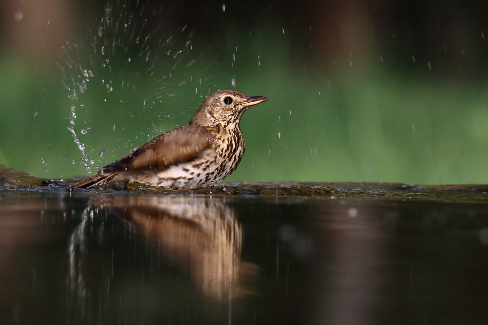 Singdrossel beim Baden