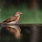 Singdrossel beim Baden