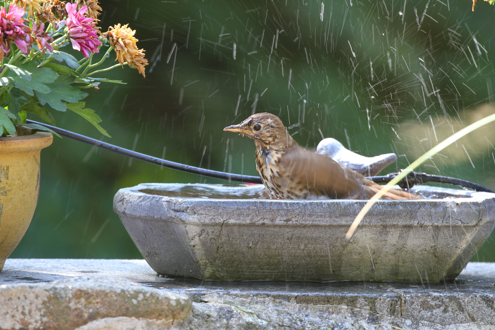 Singdrossel beim Baden