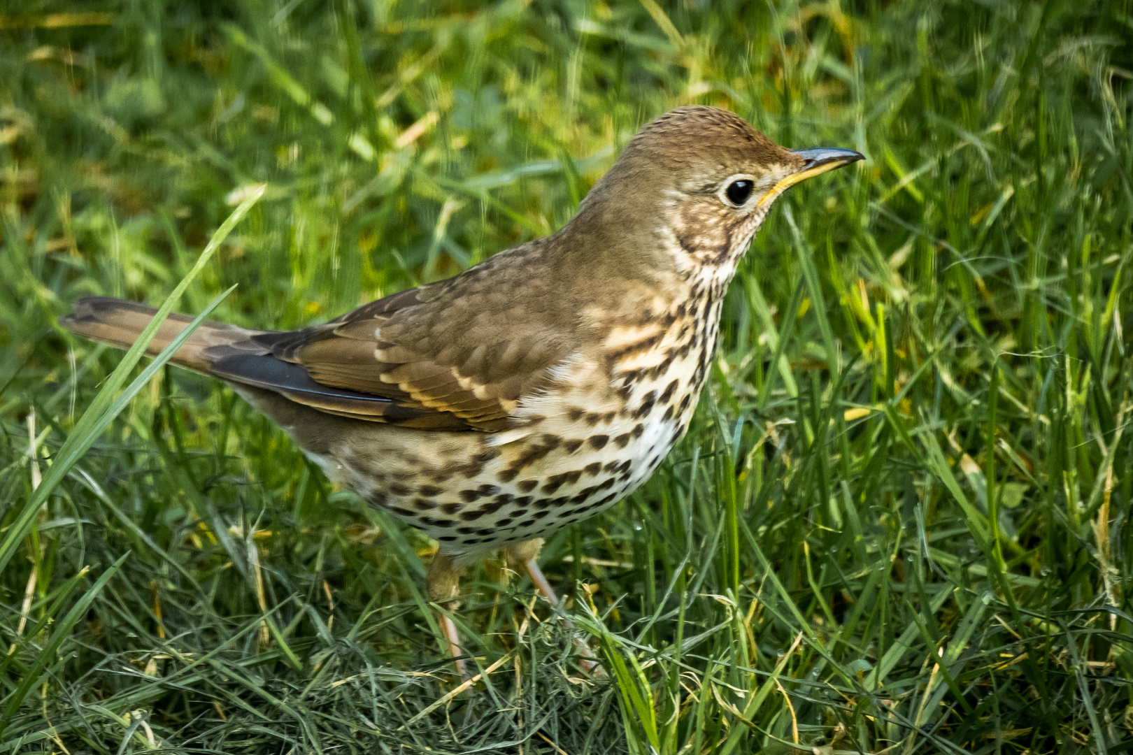 Singdrossel beim Gartenspaziergang