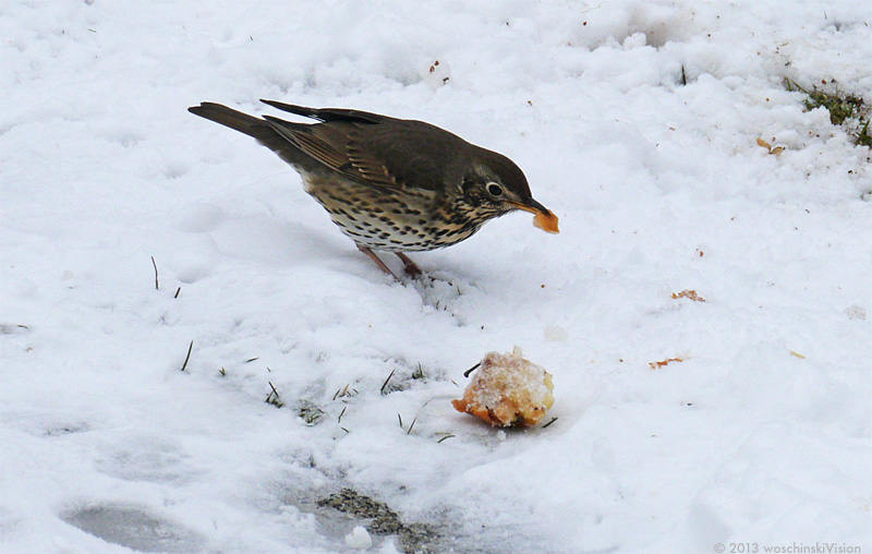 Singdrossel beim Mittagessen