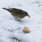 Singdrossel beim Mittagessen