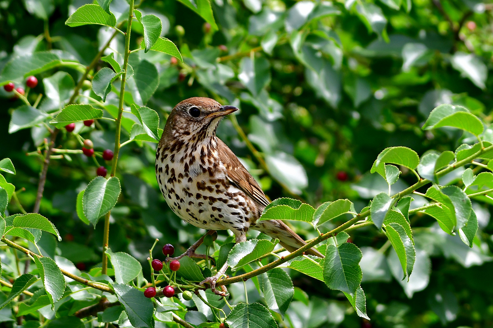 Singdrossel Foto & Bild | natur, tiere, vögel Bilder auf fotocommunity