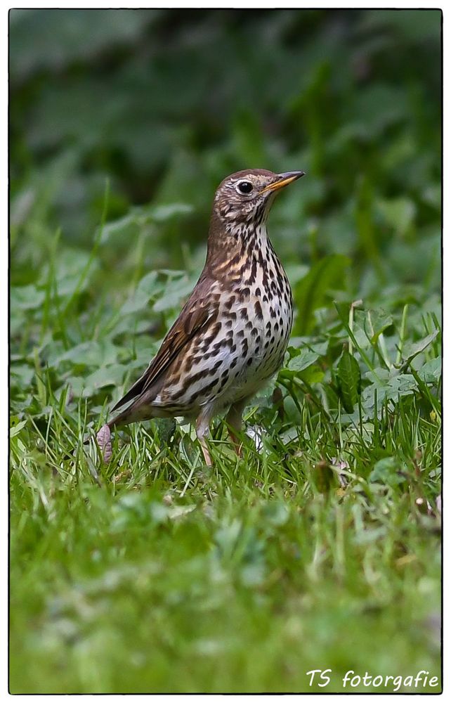 Singdrossel Foto & Bild natur, tiere, wildlife Bilder auf