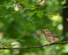 Singdrossel erkundet die Natur