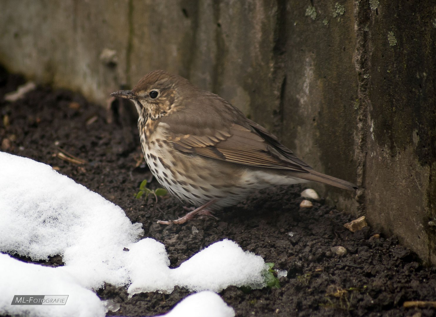 Singdrossel im Garten Foto & Bild tiere, wildlife, wild lebende vögel