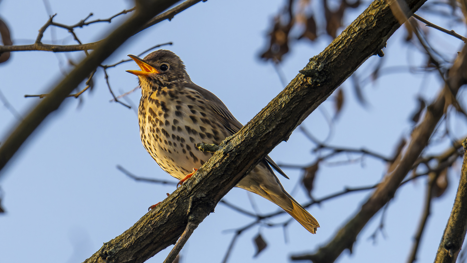 Singdrossel im Morgenlicht