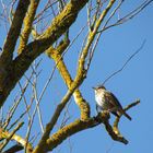 Singdrossel im Morgenlicht