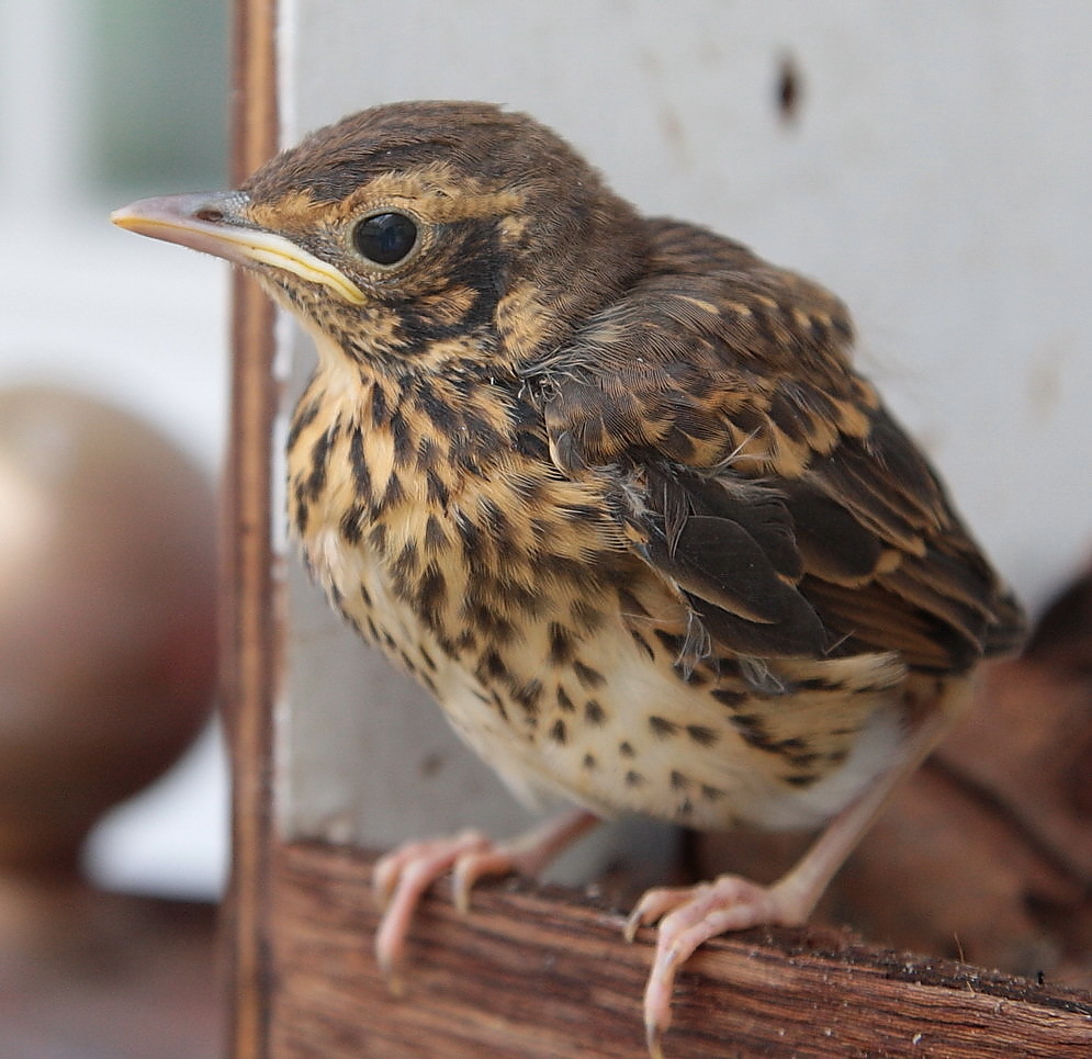 Singdrossel -Jungvogel