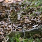 Singdrossel mit Wurm (2017_06_14_EOS 6D_3688_ji)