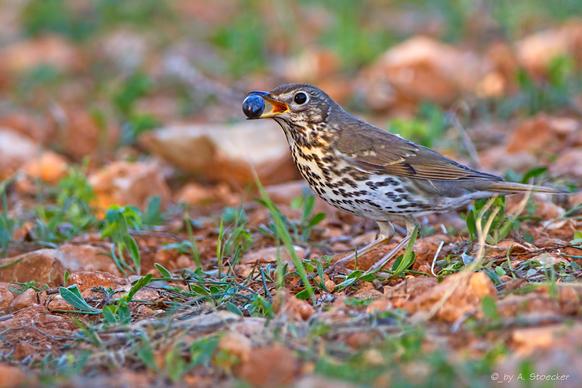 Singdrossel - Song Thrush