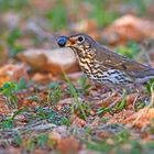 Singdrossel - Song Thrush