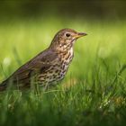 Singdrossel (Song thrush)