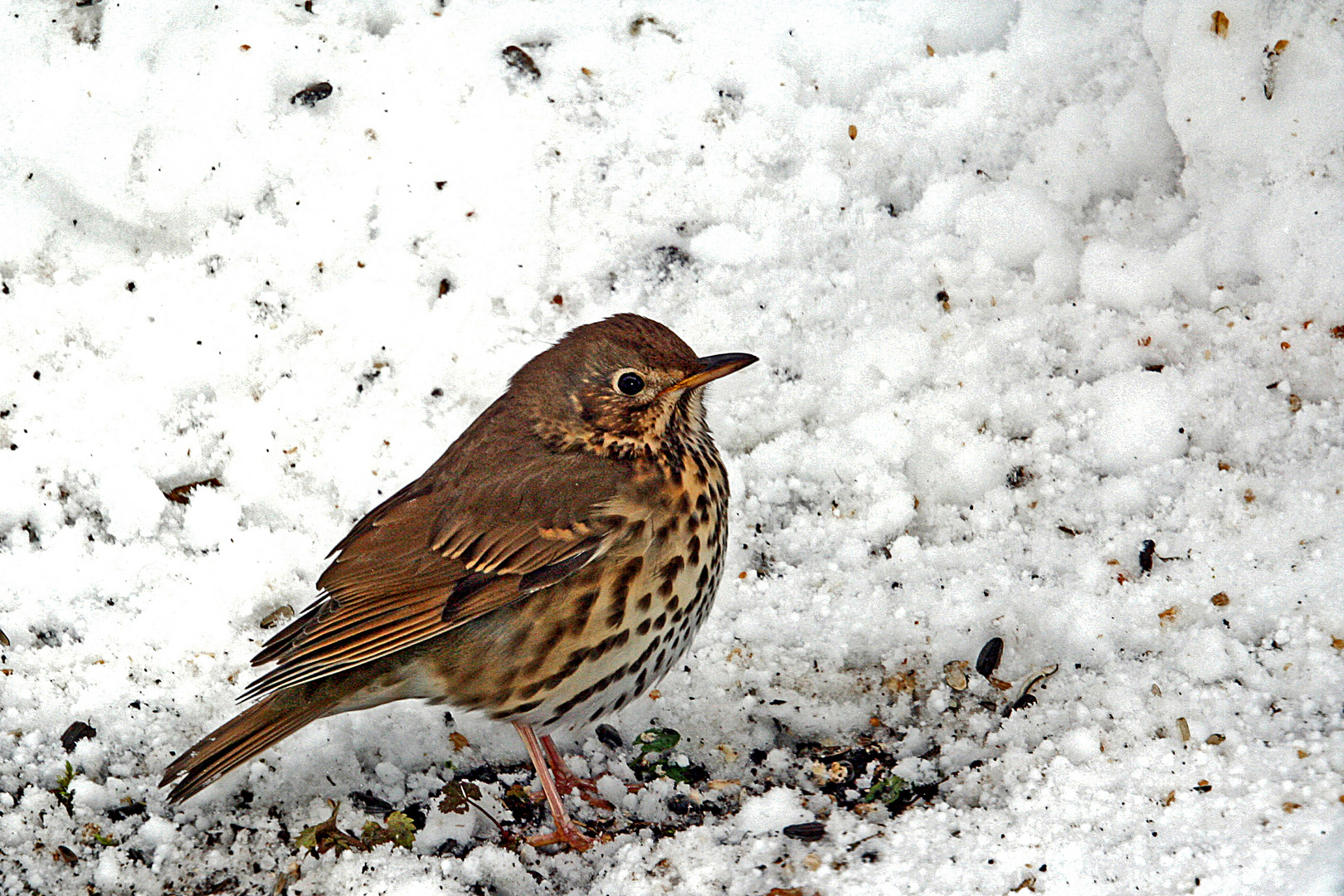 Singdrossel suchte Futter unter dem Schnee