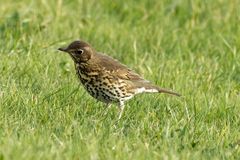 Singdrossel (Turdus philomelos) 