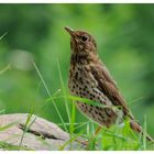 - Singdrossel - ( Turdus philomelos )