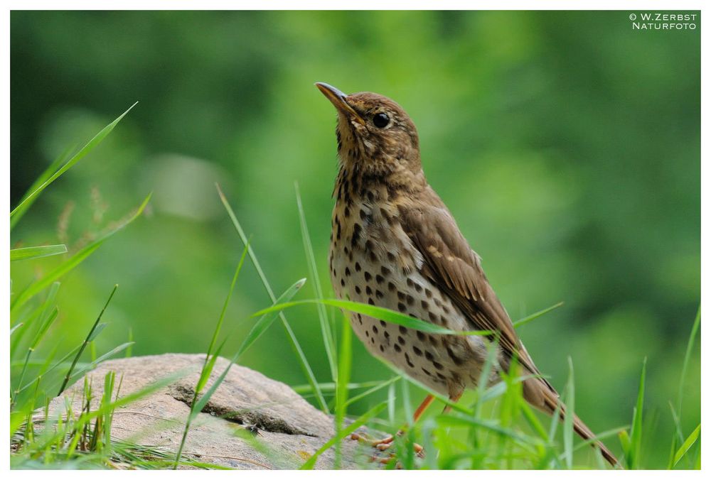 - Singdrossel - ( Turdus philomelos )