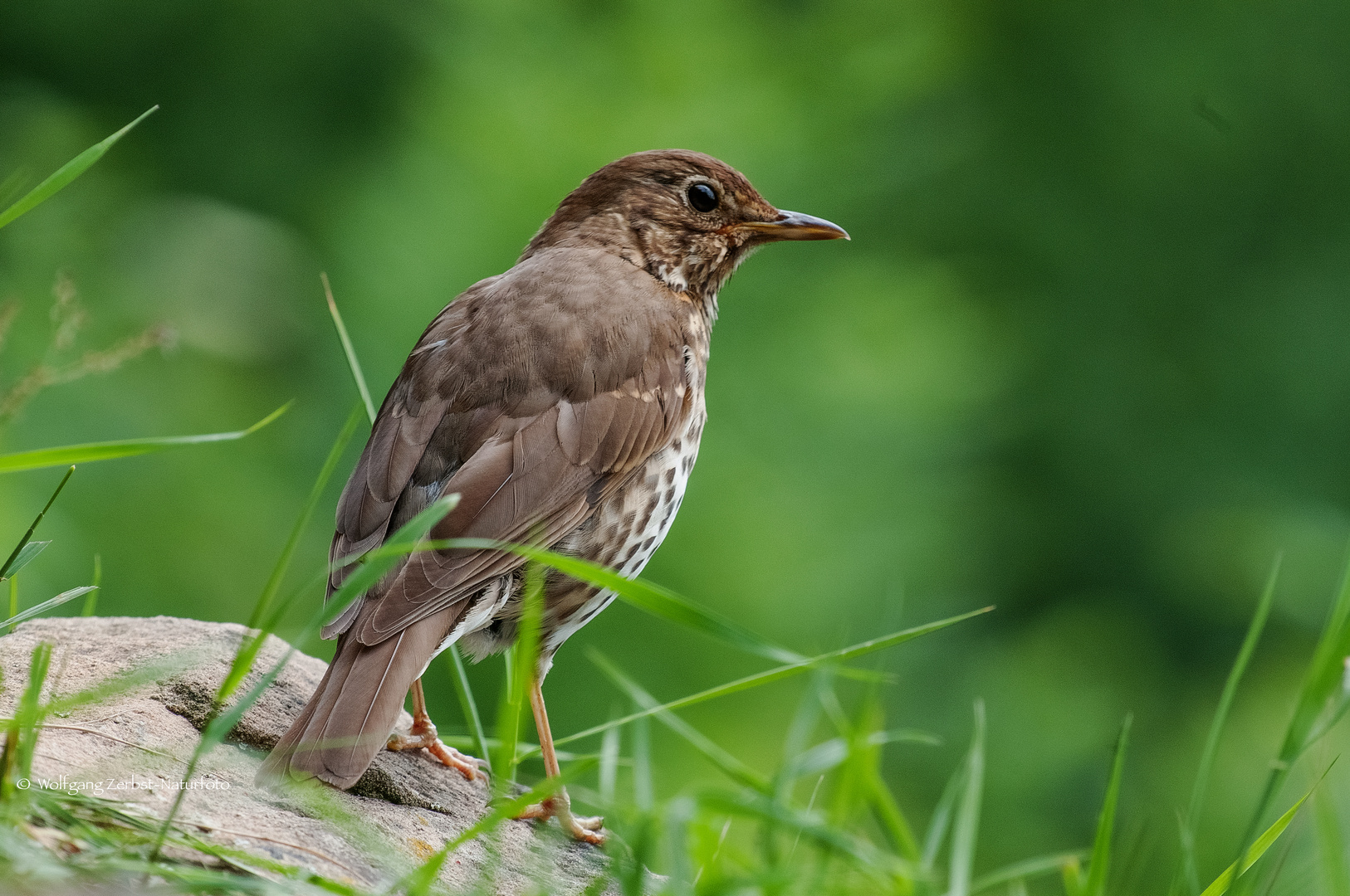  - SINGDROSSEL -  ( Turdus philomelos )