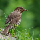  - SINGDROSSEL -  ( Turdus philomelos )