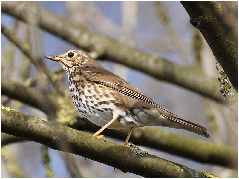 Singdrossel - Turdus philomelos