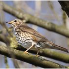 Singdrossel - Turdus philomelos