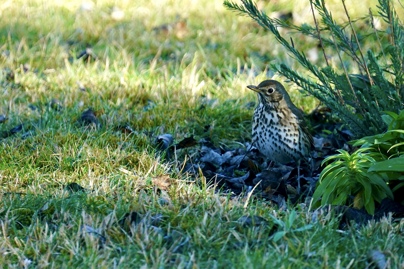 Singdrossel (Turdus philomelos)