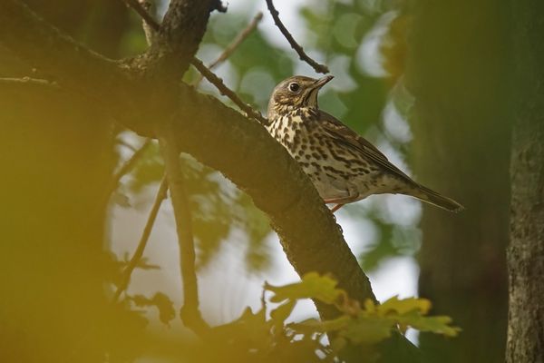 Singdrossel (Turdus philomelos)