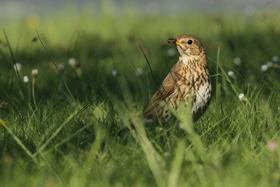 Singdrossel (Turdus philomelos )