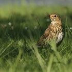 Singdrossel (Turdus philomelos )