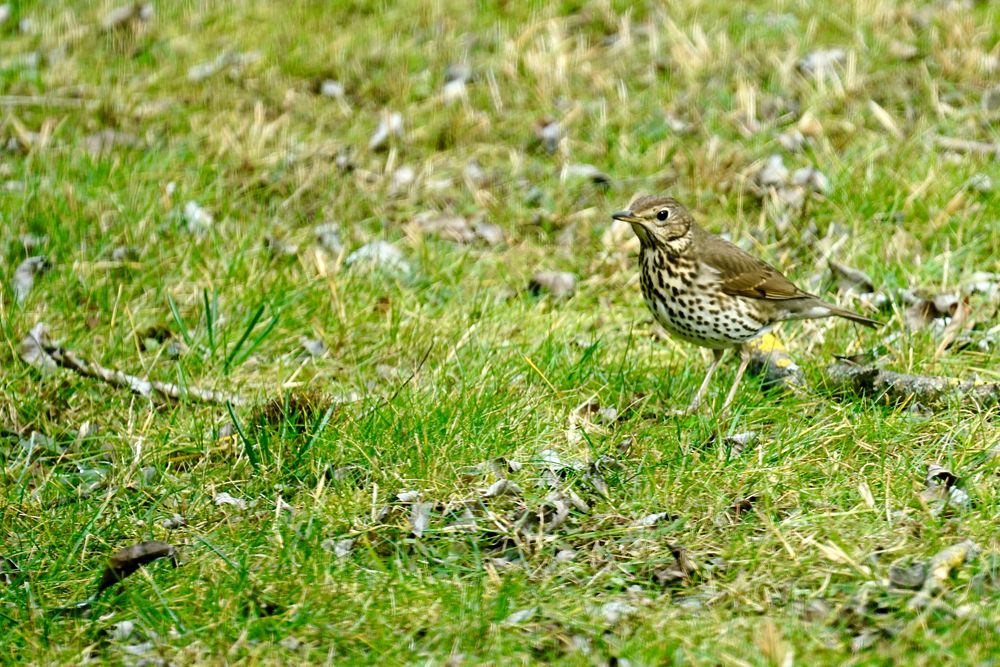 Singdrossel (Turdus philomelos)