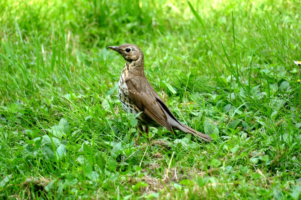 "Singdrossel - Turdus philomelos"