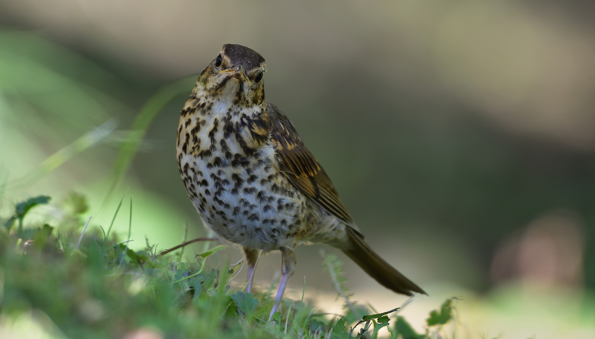 Singdrossel (Turdus philomelos)