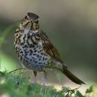 Singdrossel (Turdus philomelos)