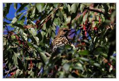 Singdrossel (Turdus philomelos)