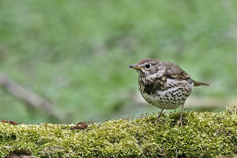 Singdrossel (Turdus philomelos)