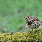 Singdrossel (Turdus philomelos)