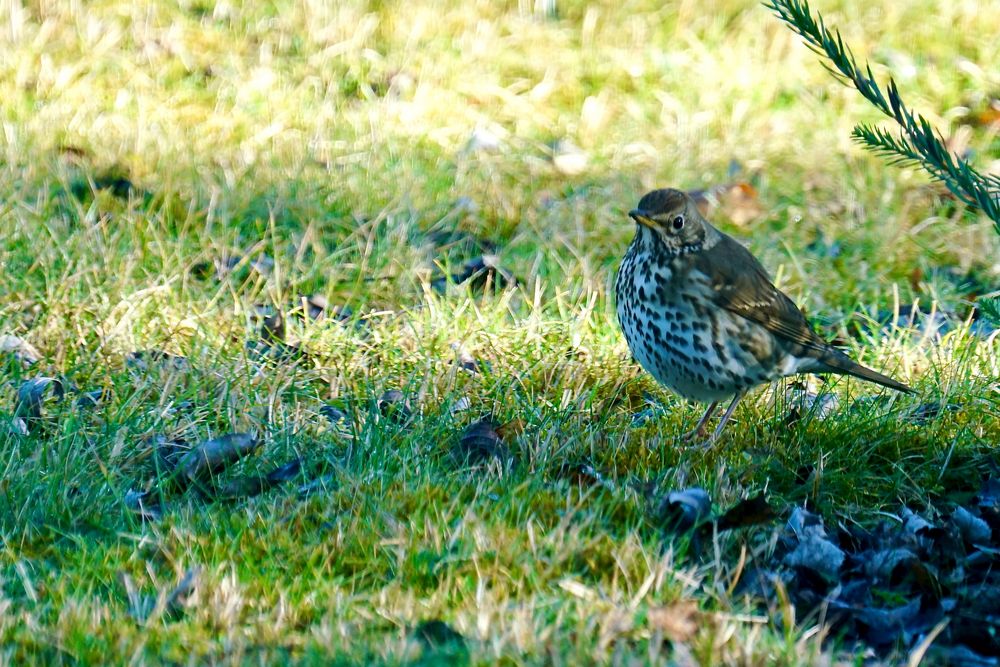 Singdrossel (Turdus philomelos)