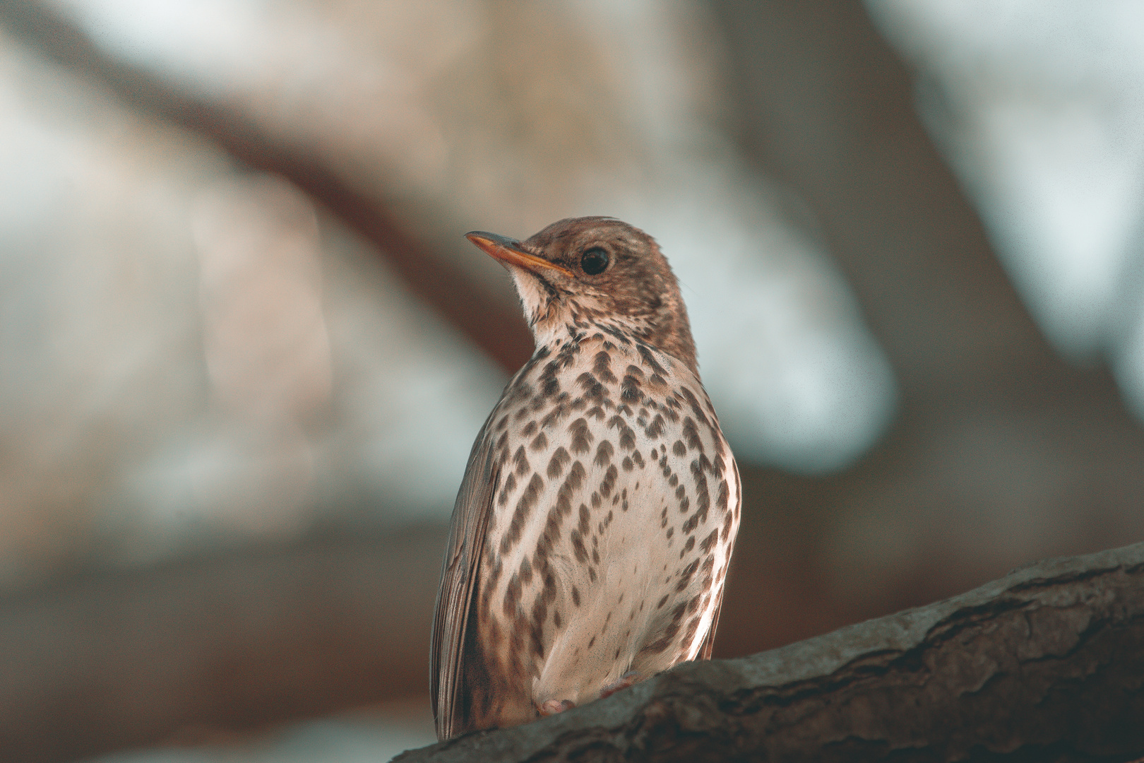 Singdrossel (Turdus philomelos)