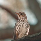 Singdrossel (Turdus philomelos)