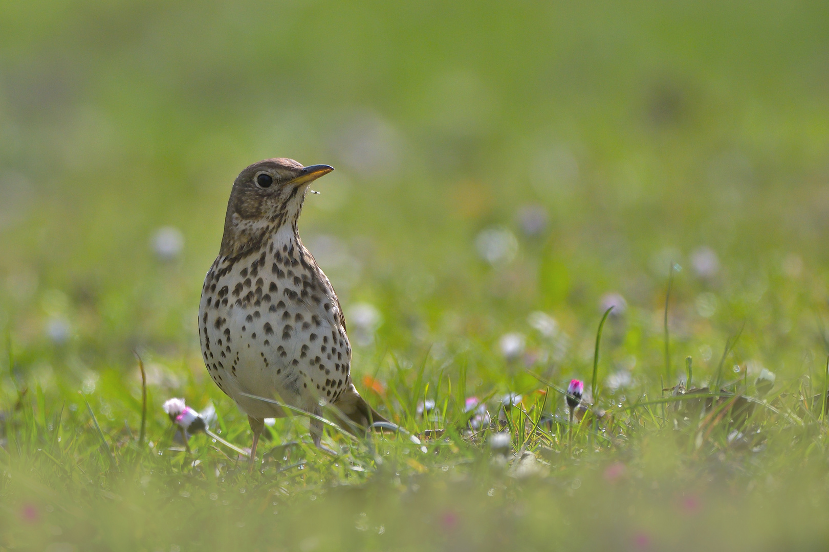 Singdrossel (Turdus philomelos)