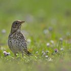 Singdrossel (Turdus philomelos)