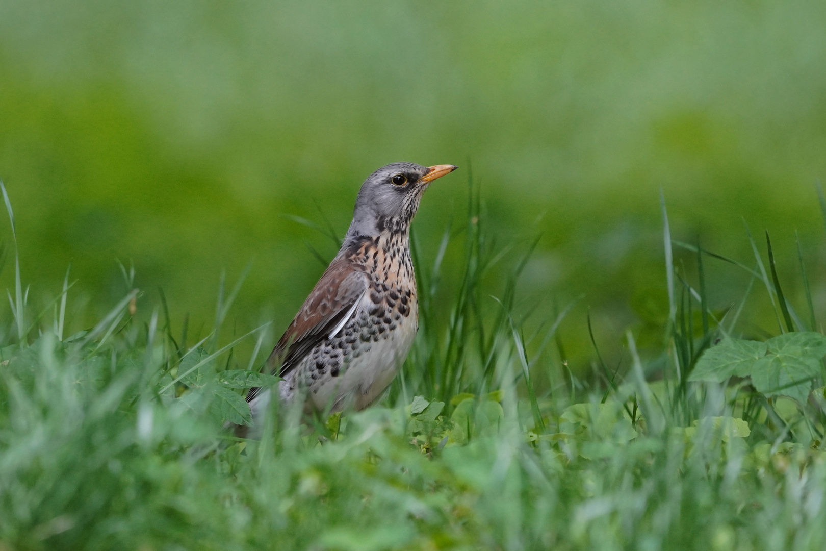 Singdrossel - Turdus philomelos -