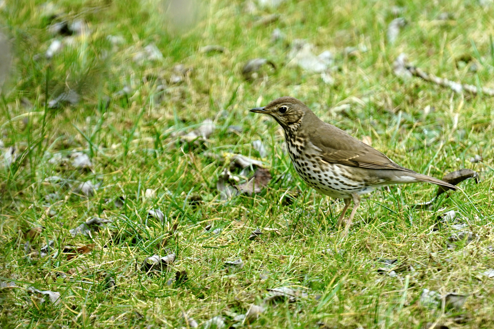 Singdrossel (Turdus philomelos)