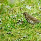 Singdrossel (Turdus philomelos)