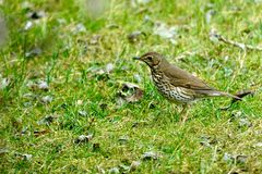 Singdrossel (Turdus philomelos)