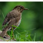 - Singdrossel - ( Turdus philomelos )