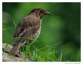 - Singdrossel - ( Turdus philomelos ) von Wolfgang Zerbst - Naturfoto