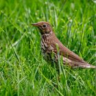 Singdrossel (Turdus philomelos)