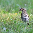 Singdrossel - Turdus philomelos